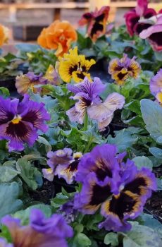 Viooltjes - per stuk € 0,50