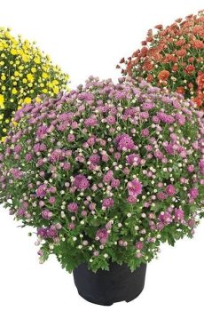 Bolchrysanten - Diverse kleuren