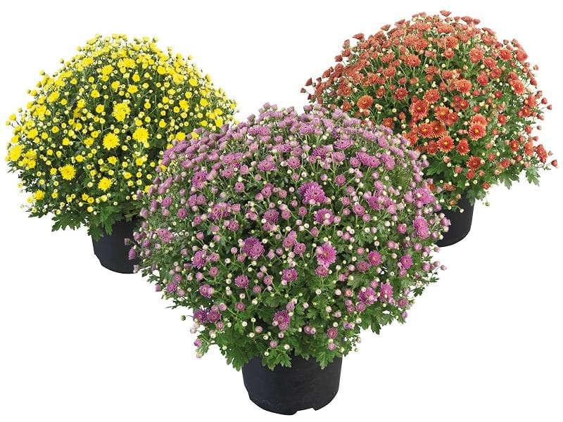 Bolchrysanten - Diverse kleuren